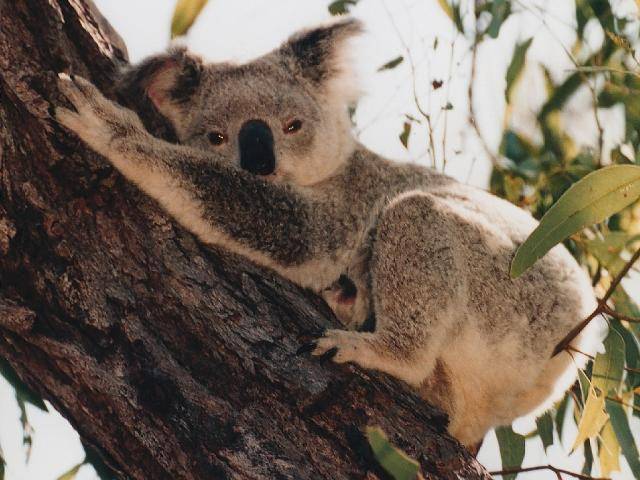 koala-48a5dkbpj - poze cu ursuleti