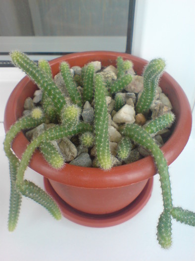 DSC02495 - Cactusi