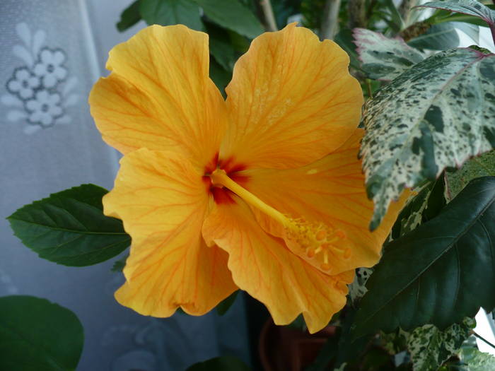 P1150187
