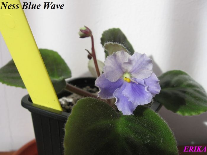 Ness Blue Wave 2009 nov 8