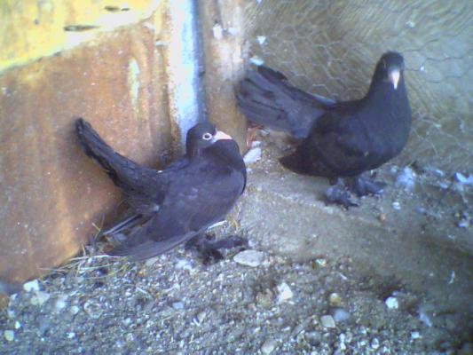 picture0010 - Roller de colectie