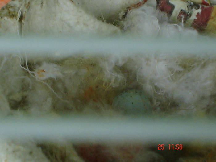 DSC03481 - PASARI CARE NU LE MAI AM - CANARI