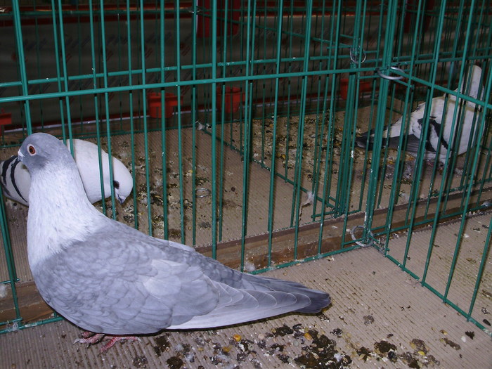 6204b ss 1 - 1507 partea 1b