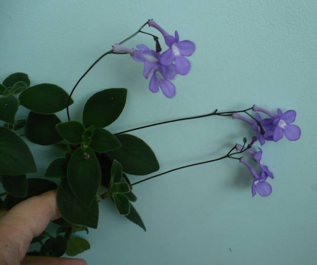 P1120759 - STREPTOCARPUSI