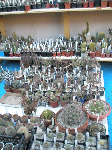 Asclepidiaceele - CACTUSI - ANUL 2009