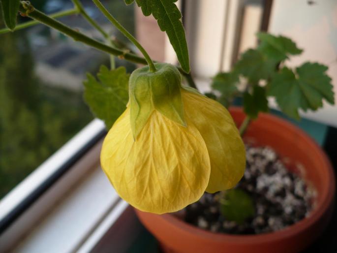 abutilon galben