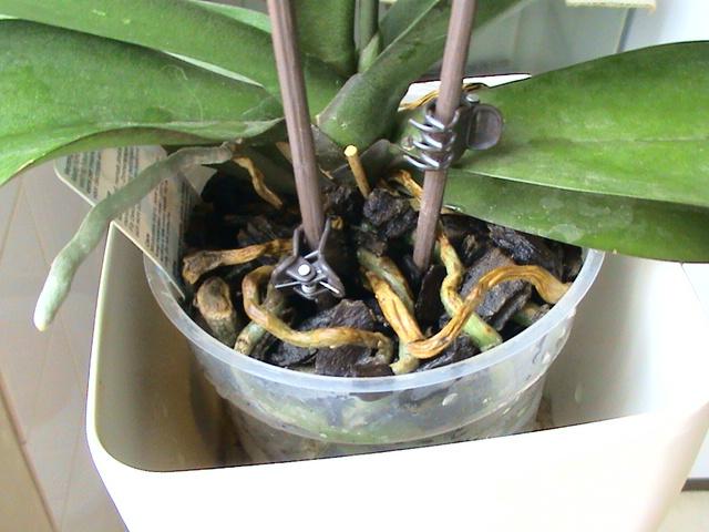 Radacini phale 23 feb 2009 (1) - orhidee cu prob