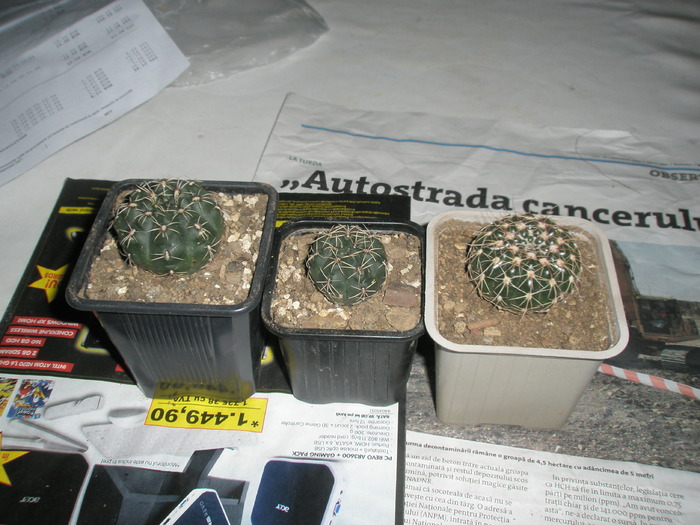 noile achizitii - 26.10 - Gymnocalycium