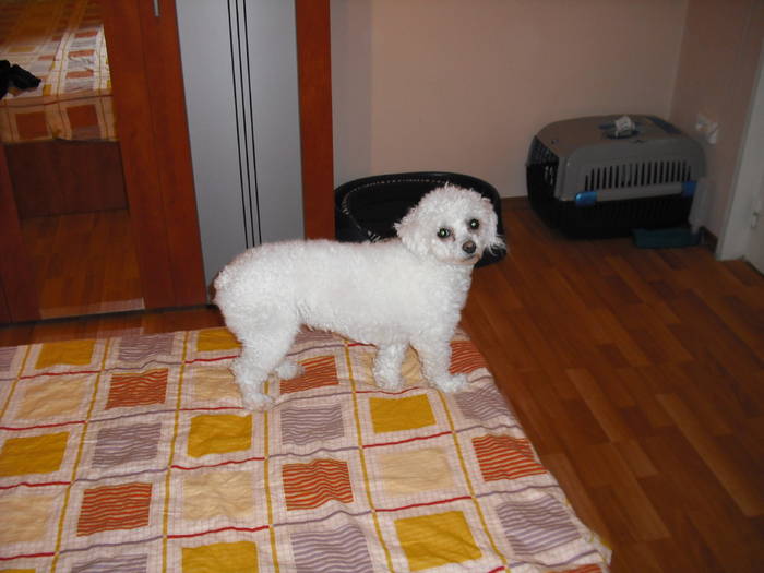 my dog - missy cainele meu