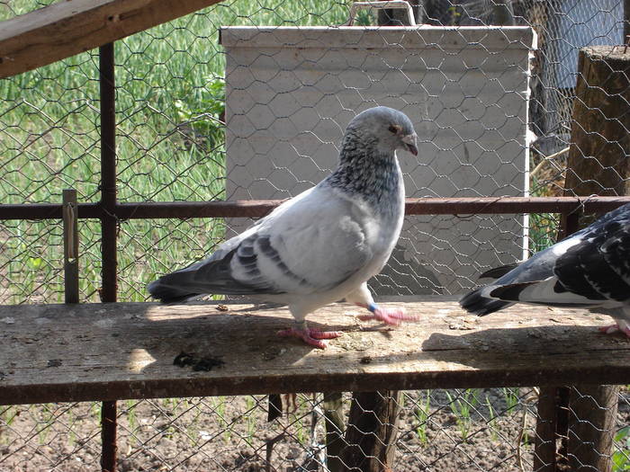 75 - E Porumbei Voiajor Standard Vechi