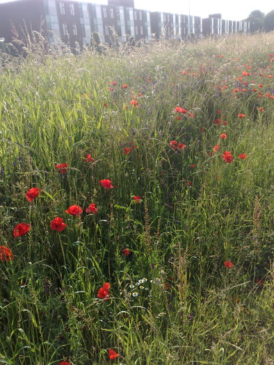  - Poze din strainatate