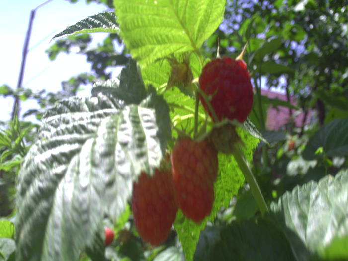 PICT0029 - GRADINA-2009