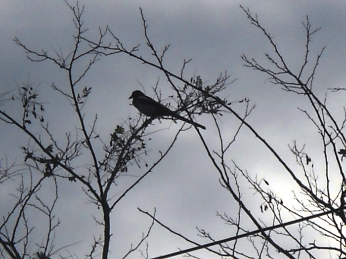 Picture 271 - aspecte insecte si alte vietati de prin paduri si parcuri