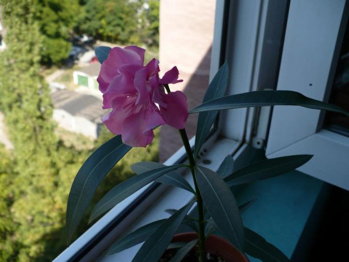 micutul roz involt parfumat - Alte plante