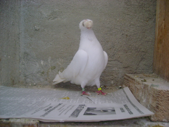 pozedecembrie 2009 168 - poze decembrie 2009