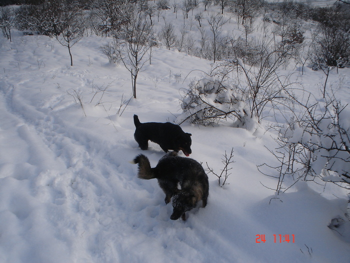 DSC08771 - Bella ianuarie 2010