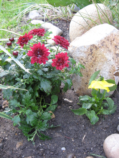 crizanteme; crizanteme
