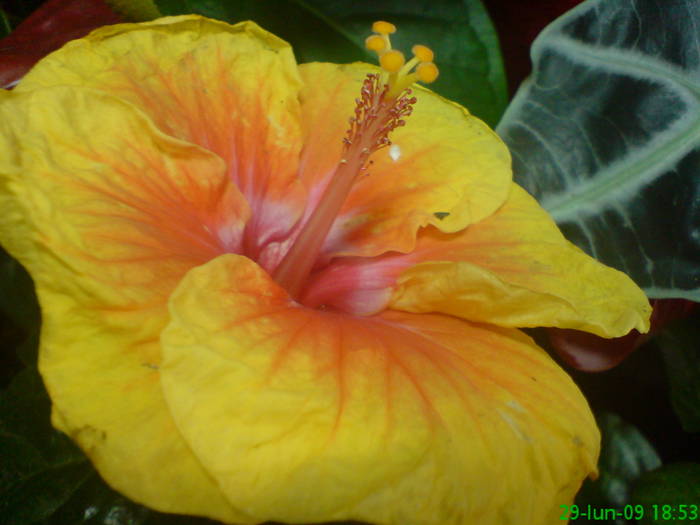 Hibiscus special Nina - Hibiscus 2009