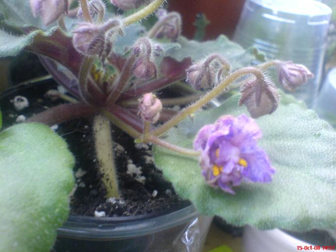 ozio1 - violete 2009