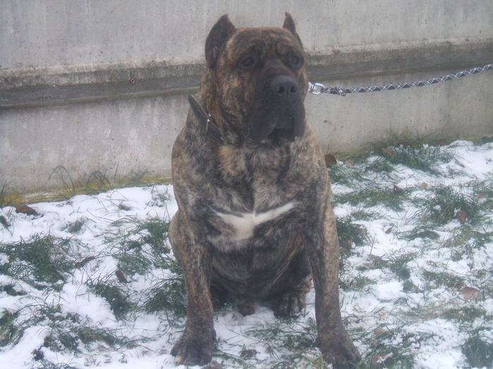 DSCF1285 - snoopyfightdogo  canario