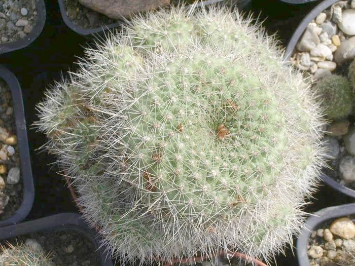 Rebutia senilis - Rebutia