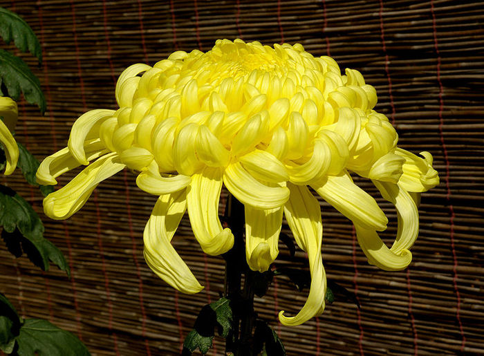 800px-Chrysanthemum_morifolium_November_2007_Osaka_Japan - Flori