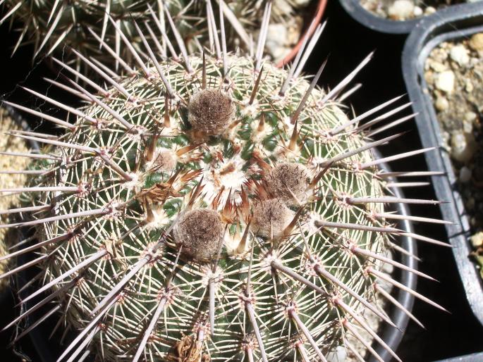  - cactusi