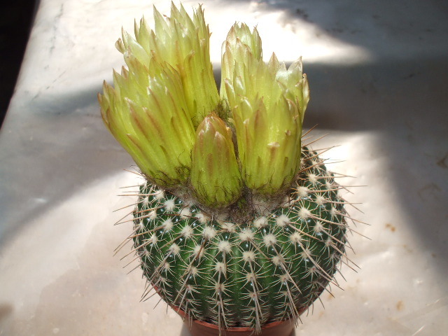 Notocactus - cactusi infloriti