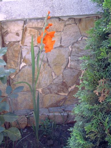 gladiola - Plantele mele de terasa si exterior