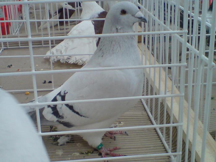 DSC00908
