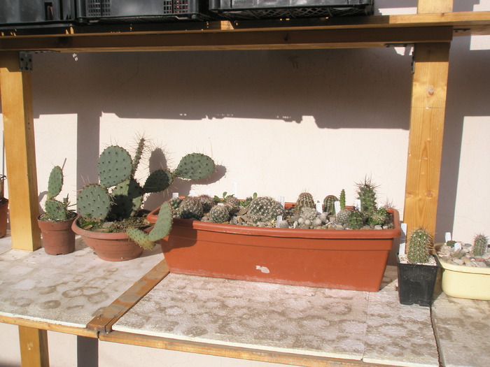 cactusi si Opuntii - 24.10 - plante de exterior - 2009 - 2010