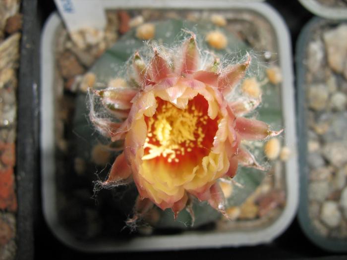 Astro.asterias hb.-floare - Astrophytum