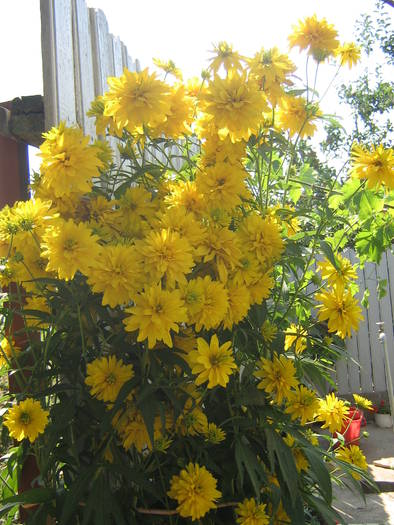 18iulie 044 - flori de gradina 2009