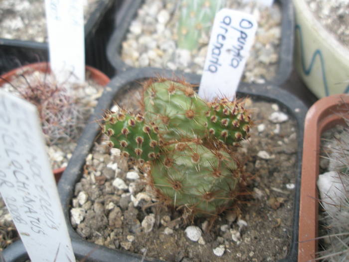 Opuntia arenaria - 16.05 - Opuntia