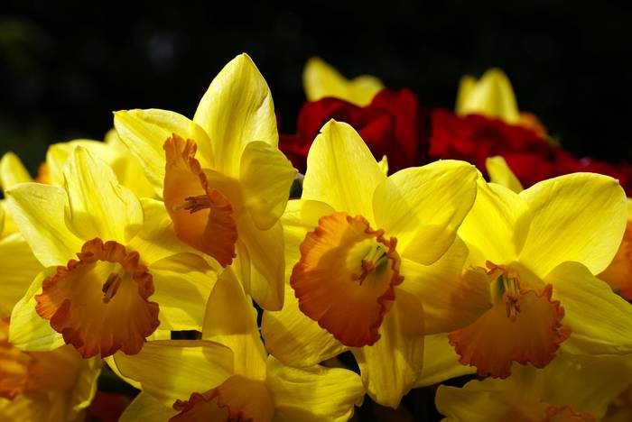 R5 - Roses red and yellow narcissus bouquet