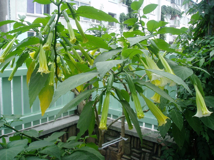 14 SEP 2009 - BRUGMANSIA-trompeta ingerilor