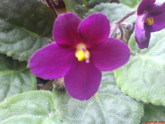 vio grena. - violete 2009