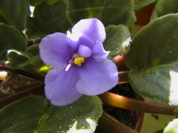 floarevioletableo - violete 2009