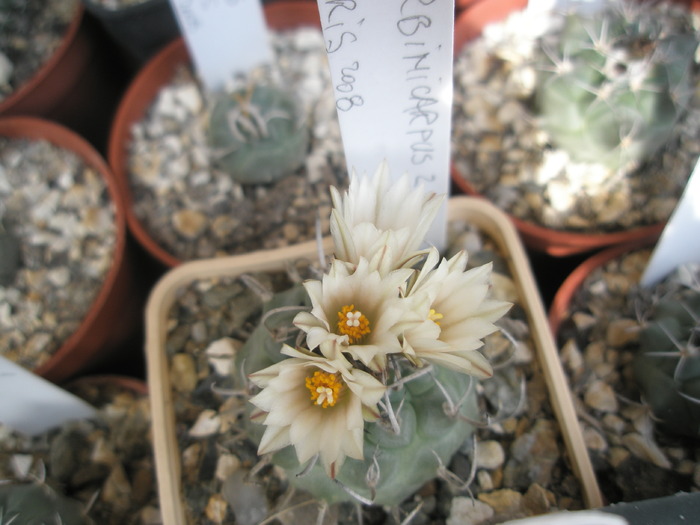 Turbinicarpus nr. 2 - 18.09