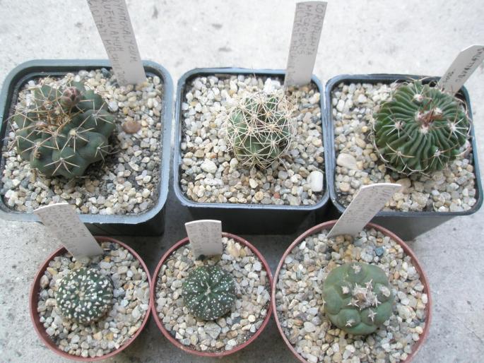 cactusi noi