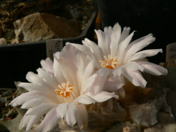 ariocarpus_retusus_f.furfuraceus_fl.day1 - genul Ariocarpus