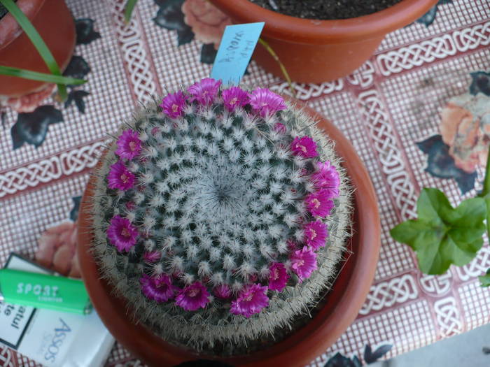 mamillaria wodsy flori - Cactusi 2009