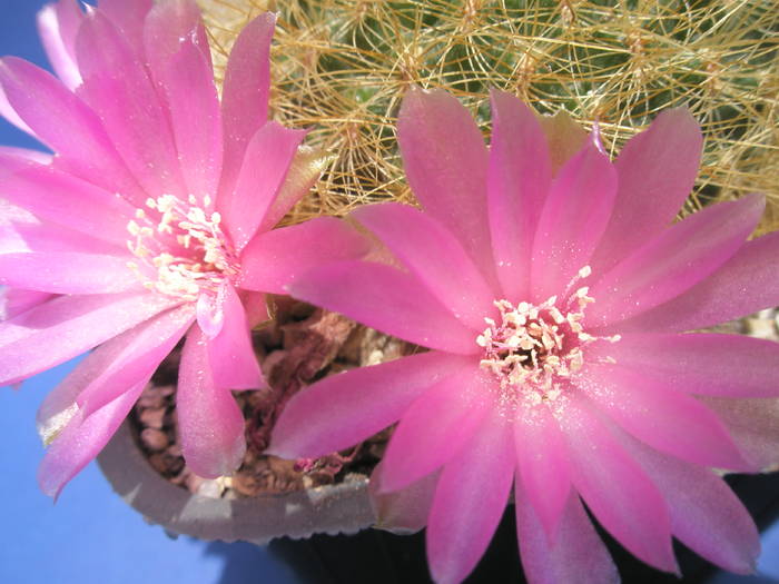 Sulcorebutia swobodae - flori - Sulcorebutia