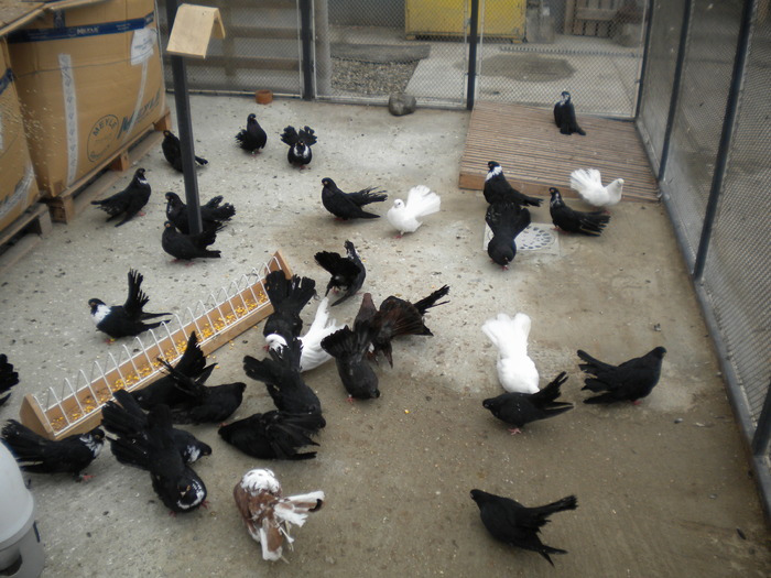 Picture 103 - Raicu 1