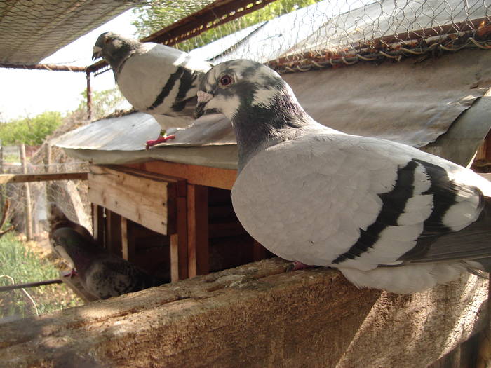 44 - E Porumbei Voiajor Standard Vechi