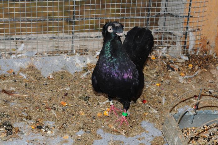 DSC_9930 - jucatori dublumotati calarasi 2008