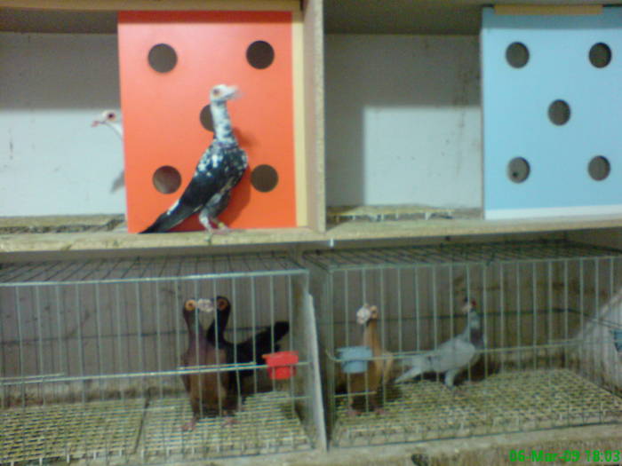 3 - porumbei carieri - 2009