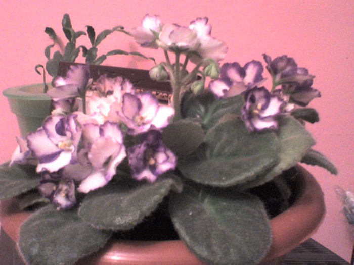 violeta alba cu dunga albastra pe margine; violeta
