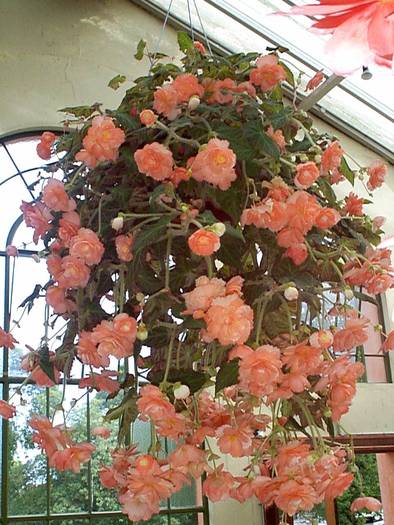 Begonia%20Basket00[1]