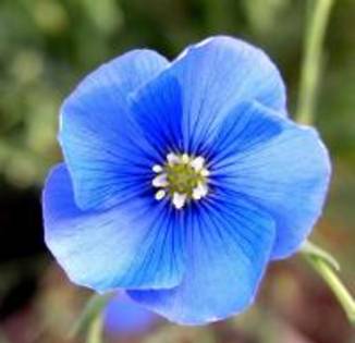 96_poze_flori - flori albastre si galbene